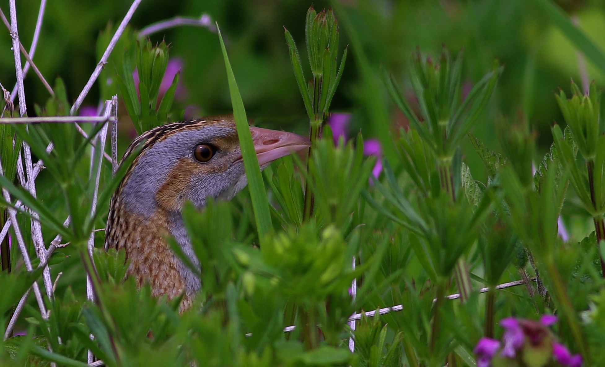 Corn Crake